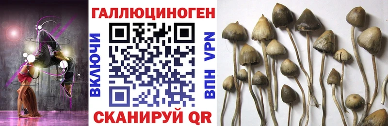 Псилоцибиновые грибы прущие грибы  как найти закладки  Мензелинск 